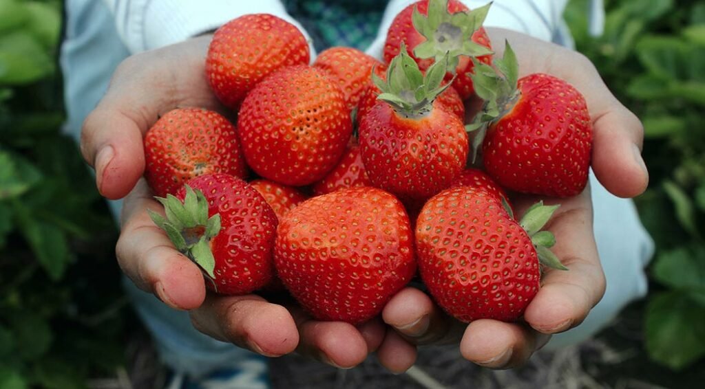 Reflective-metals-from-strawberries-and-sunshine-to-signage